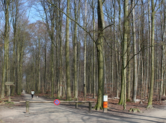 Zonienwoud Zonienwoud