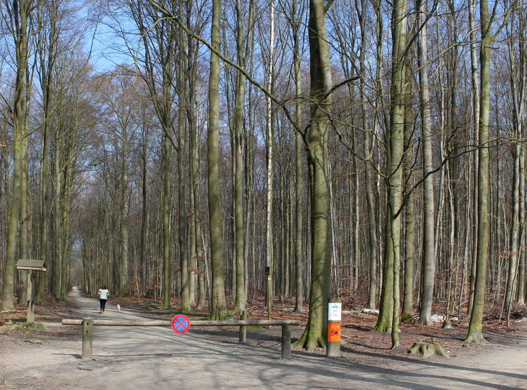 Zonienwoud  Zonienwoud