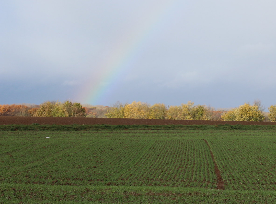 Terlanenveld Terlanenveld